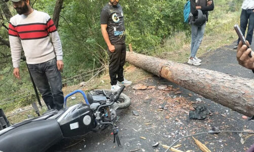 आंधी-तूफान में गिरे पेड़ की चपेट में आई युवकों की बाइक, दोनों की माैके पर माैत