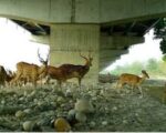 वन्य जीवों का सुरक्षा कवच बनेगा वाइल्ड लाइफ कॉरिडोर