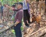 हरिद्वार में दो बाघों की मौत का खुलासा, 3 आरोपी गिरफ्तार