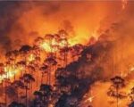 उत्तराखंड के जंगलों में धधक रही आग: 350 से ज्यादा घटनाएं, सैकड़ों हेक्टेयर वन संपदा खाक