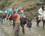 केदारनाथ यात्रा में लापरवाही बर्दाश्त नहीं, बिना पंजीकरण घोड़ा-खच्चर संचालन पर होगी सख्त कार्रवाई