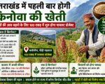 उत्तराखंड में पहली बार होगी किनोवा की खेती, किसानों की आय बढ़ाने के लिए 100 एकड़ में शुरू होगा पायलट प्रोजेक्ट