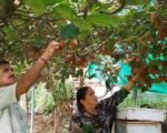 चार कीवी पौधों से शुरू किया सफर, अब खेती से कमा रहे 50 हजार रुपये; रिटायर्ड नायब सूबेदार ने दिखाई पहाड़ में रोजगार की राह