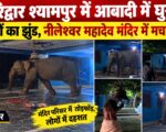 हरिद्वार श्यामपुर में आबादी में घुसा हाथियों का झुंड, नीलेश्वर महादेव मंदिर में मचा हड़कंप